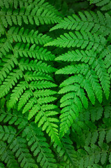 Lady Fern (Athyrium filix-femina)