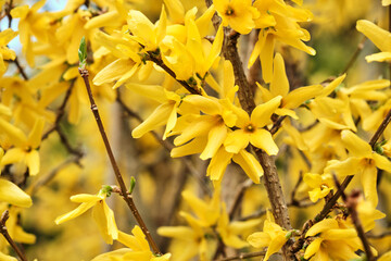 Forsythia yellow flowers