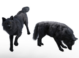 Black wolves pose render with white background	