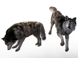 Grey wolves pose render with white background