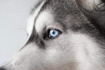 Beautiful husky with blue eye.
