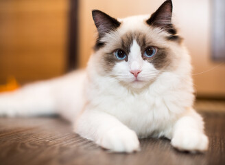Beautiful young white purebred Ragdoll cat with blue eyes