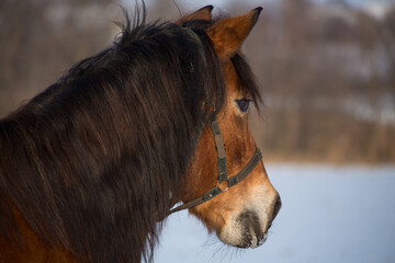 Portrait of a red-haired horse with a black mane in a bridle