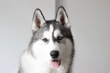Beautiful portrait of husky dog with tongue. 
