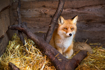 Portrait of a red fox at a wildlife shelter