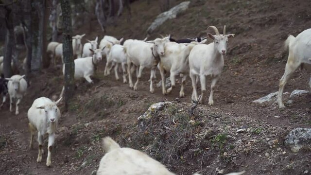 Goats return home from pasture along a mountain road. The herd of cattle goes along a narrow path. The shepherd drives the flock to a watering hole
