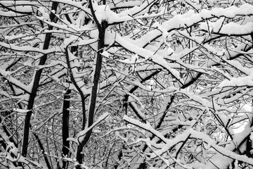 abstract background of fresh snow on the branches of trees