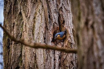 nuthatch excavating a nest in tree trunk