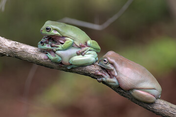 Australian white tree frogs on a tree branch