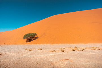Fototapeta na wymiar dune with tree