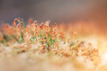 macro spring forest moss, vintage nature background