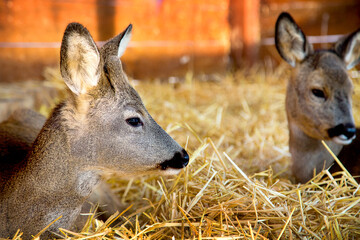 Close-up portrait of a roe deer on a straw bed at a wildlife shelter