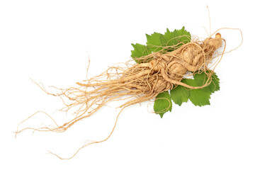 Ginseng roots on a white background