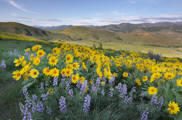 USA, Washington State. Methow Valley wildflowers, Balsamroot and Lupines, North Cascades. © Danita Delimont