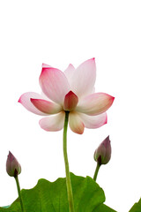 Fototapeta na wymiar Lotus flower isolated on white background. File contains with clipping path so easy to work.