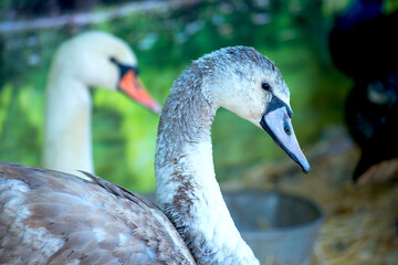 Portrait of a couple of white and gray swans at the wildlife shelter