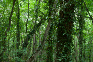 majestic trees in the thicket of the forest