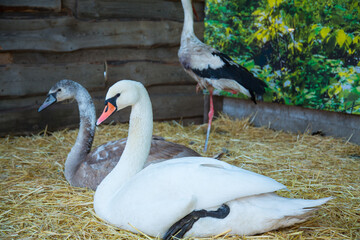 Portrait of a couple of white and gray swans at the wildlife shelter