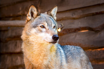 Close-up portrait of she-wolf in animal rehabilitation center