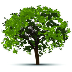 Green Tree with Leaves. Vector outline Illustration. Plant in Garden.