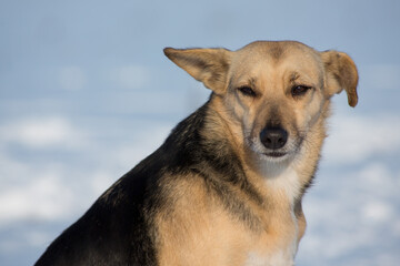 Portrait of a black and beige mongrel dog sitting on the snow