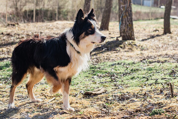 Hermoso perro Border Collie esperando a que le lancen un objeto, tiene una pata levantada