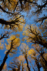 USA, Washington, Olympic National Park. Looking up at stand of big leaf maple trees.