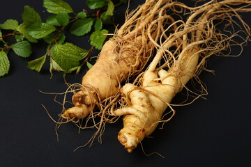 korean wild ginseng root on black background