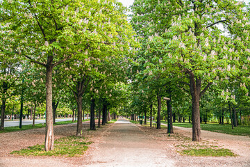 A wide alley in the park with flowering chestnuts. pleasant place to walk during the flowering chestnut trees.