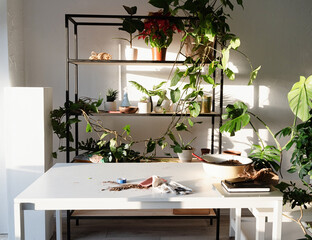 workspace with plants and table for home gardening. Shelves and tables for plants. Sunset, hard light