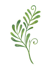 Obraz premium Hand painted watercolor botanical leaf illustration with isolated white background