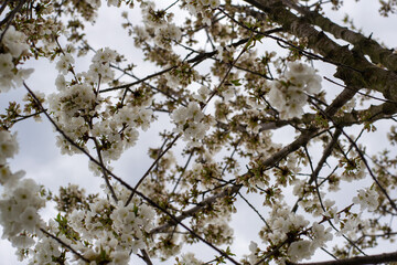 branch of cherry tree