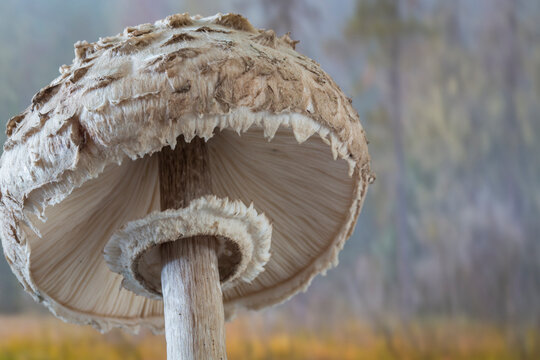 USA, Washington, Seabeck. Close-up underside of shaggy parasol mushroom.