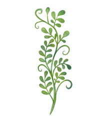 Fototapeta na wymiar Hand painted watercolor botanical leaf illustration with isolated white background