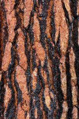 USA, Washington State, Columbia River Gorge National Scenic Area. Ponderosa pine bark with fire...