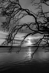 Crédence de cuisine en verre imprimé Noir et blanc États-Unis, État de Washington, îles San Juan. B&amp W de silhouette d& 39 arbre au coucher du soleil.