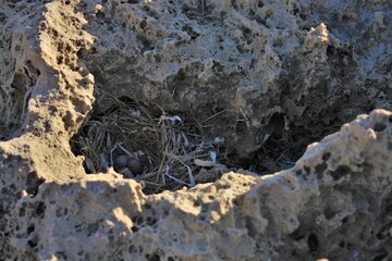 nest between the rocks