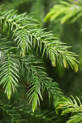 Macro view of delicate branches on a norfolk pine