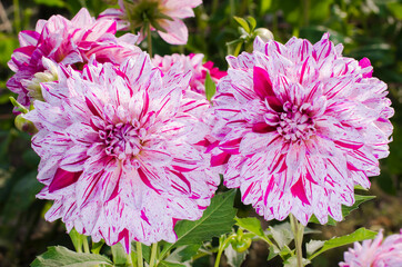 USA, Washington. Dahlia flowers in garden.