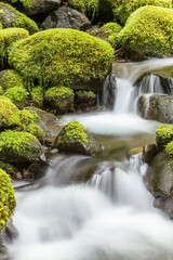 USA, Washington, Olympic National Park. Small stream in forest.