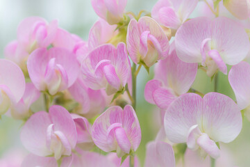 Washington, Seabeck. Detail of sweet pea blossoms.