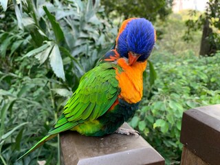 rainbow lorikeet parrot