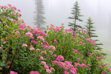 Washington, Mount Rainier National Park. Close-up of wildflowers.