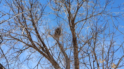 books sidewalk tree sky tree branches