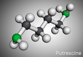 Putrescine molecule. It is toxic diamine, it belongs to the group of biogenic amines. Molecular model. 3D rendering