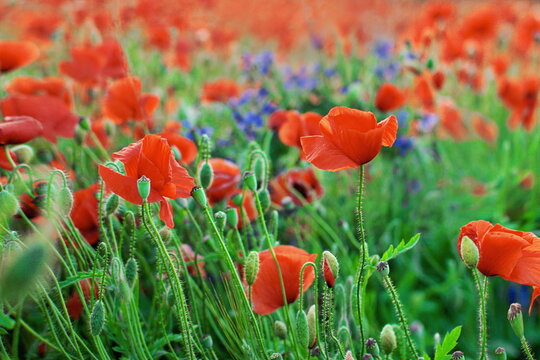 beautiful red poppies at sunrise. natural background. poppy field. wild flowers on a blurred background
