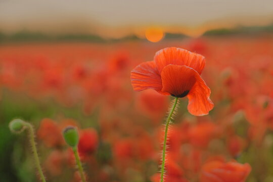 Red poppy on sunrise. Poppy field on dawn light. Beautiful wild flower.  Soft selective focus.