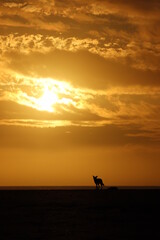 Silhouette of a black-backed jackal (canis mesomelas) with its carcass during sunset on the beach. 