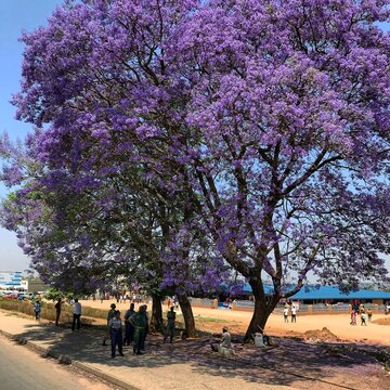 Jakaranda fioletowe drzewo