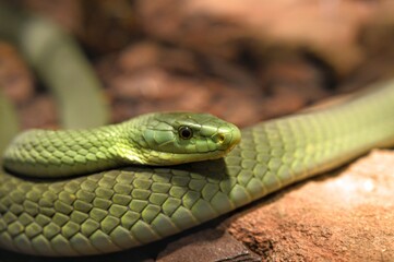 Green mamba snake